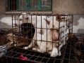 China: perro para comer