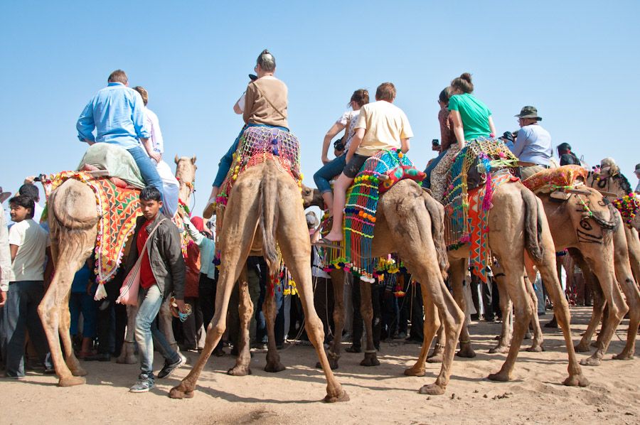 Turistas camellos Pushkar India