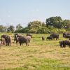 sri-lanka-elefantes-safari