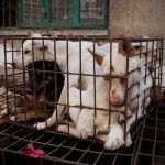 China: perro para comer